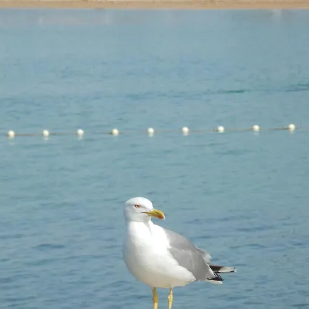 Garden Apartment Brodarica (Sibenik-Knin)