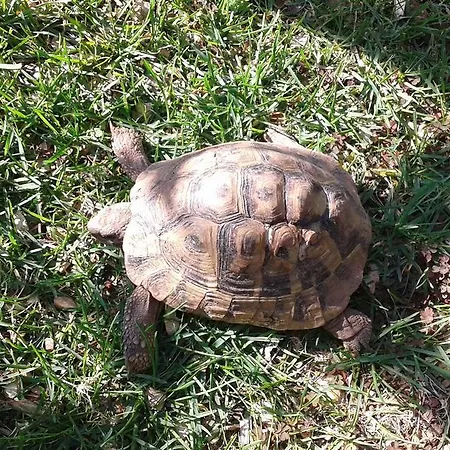Apartment Garden Apartment Brodarica (Sibenik-Knin)