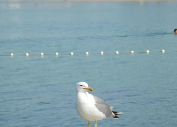 Garden ブロダリツァ