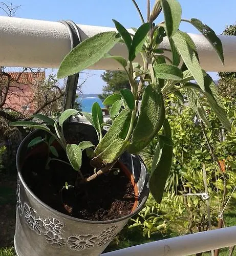 Garden ブロダリツァ