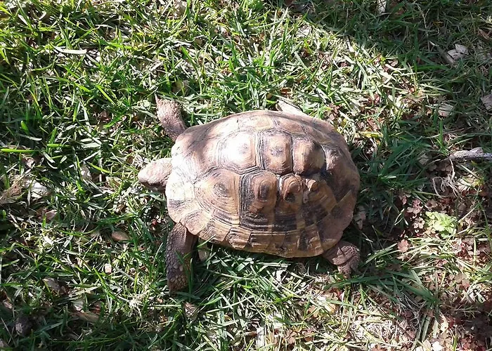 アパート Garden ブロダリツァ